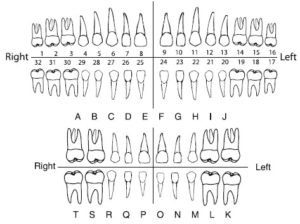 Dental Education - Wolfe Family Dental