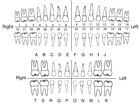 teeth chart